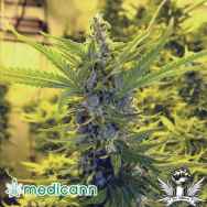 Medicann Seeds Critical Dawg